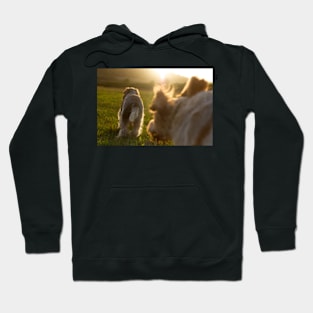 Chasing the sunset Spinoni Hoodie